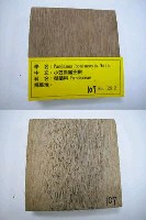 藏品(小笠原露兜樹)的圖片